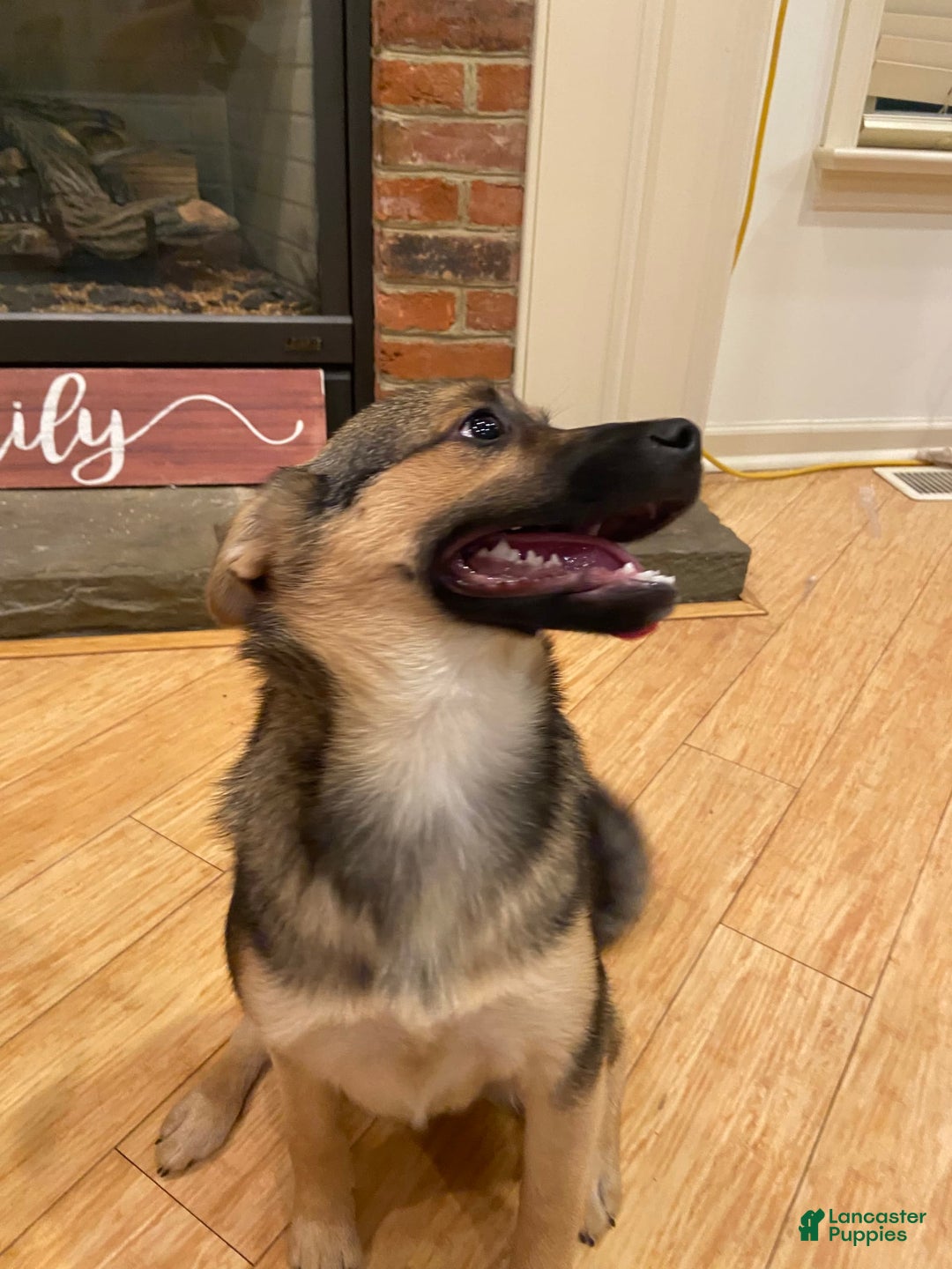 Keeshond dogs for sale: Winnie - Image 5