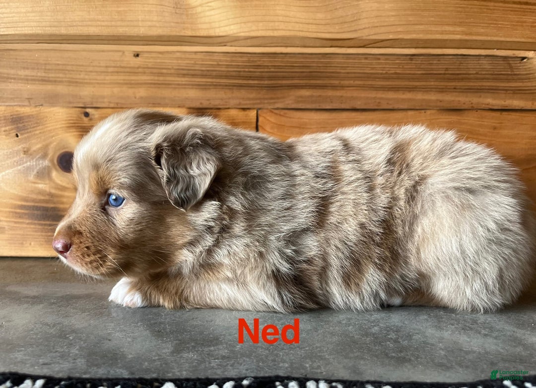 Australian Shepherd dogs for sale: Ned - Image 3