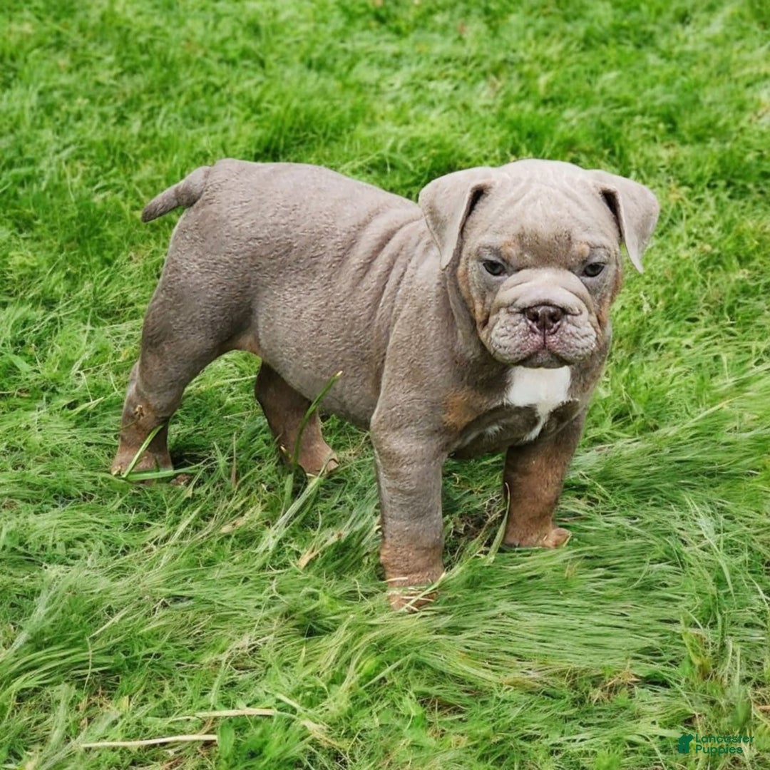 English Bulldog dogs for sale: Velour - Image 12