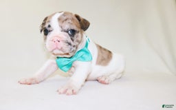 French Bulldog dogs for sale: Zeus Akc - Image 20
