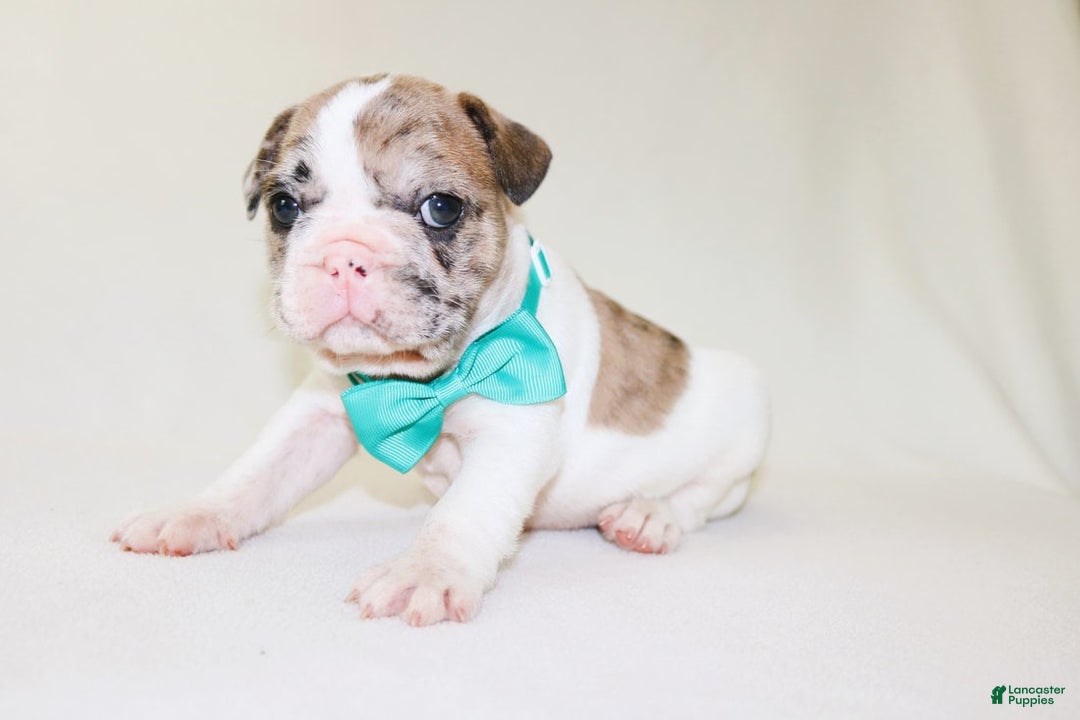 French Bulldog dogs for sale: Zeus Akc - Image 20