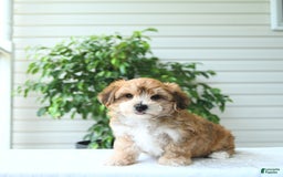 Yochon dogs for sale: Calvin - Image 1
