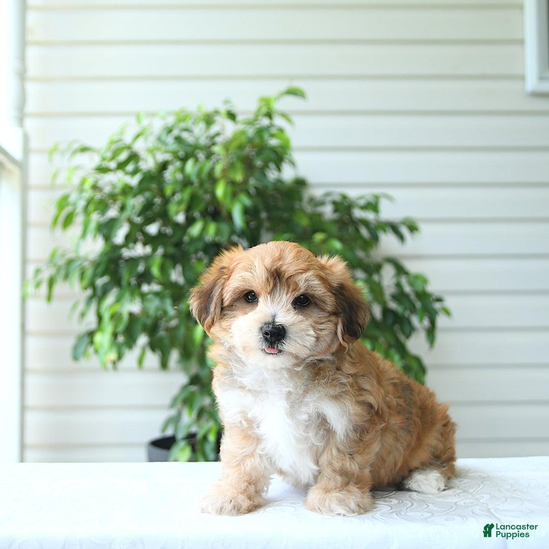 Yochon dogs for sale: Calvin - Image 1