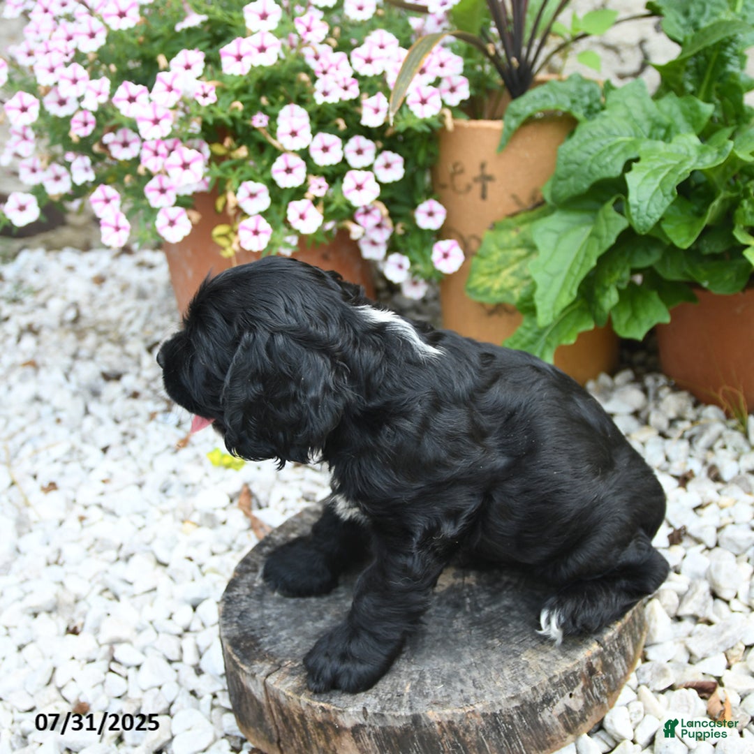 Cocker Spaniel dogs for sale: Cobalt - Image 5