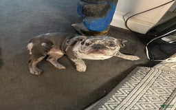 French Bulldog dogs for sale: Wendy - Image 7