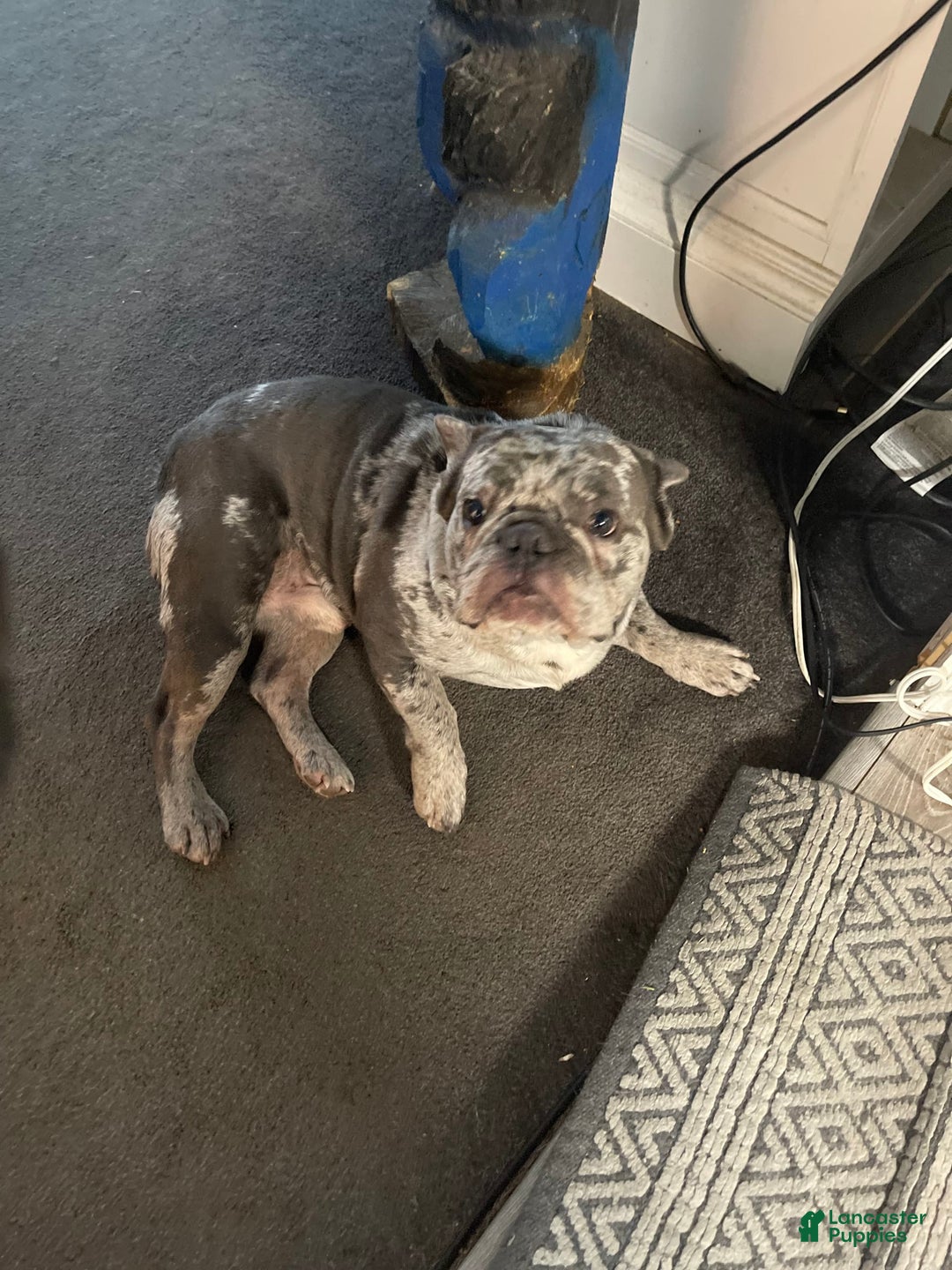 French Bulldog dogs for sale: Wendy - Image 7