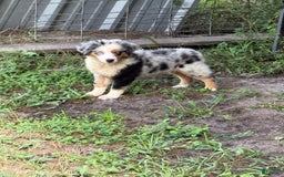 Miniature Australian Shepherd dogs for sale: F-blue - Image 1
