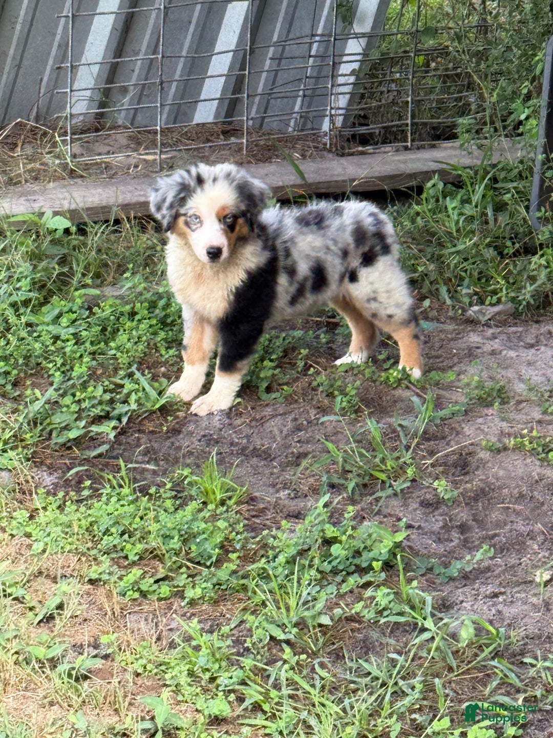 Miniature Australian Shepherd dogs for sale: F-blue - Image 1