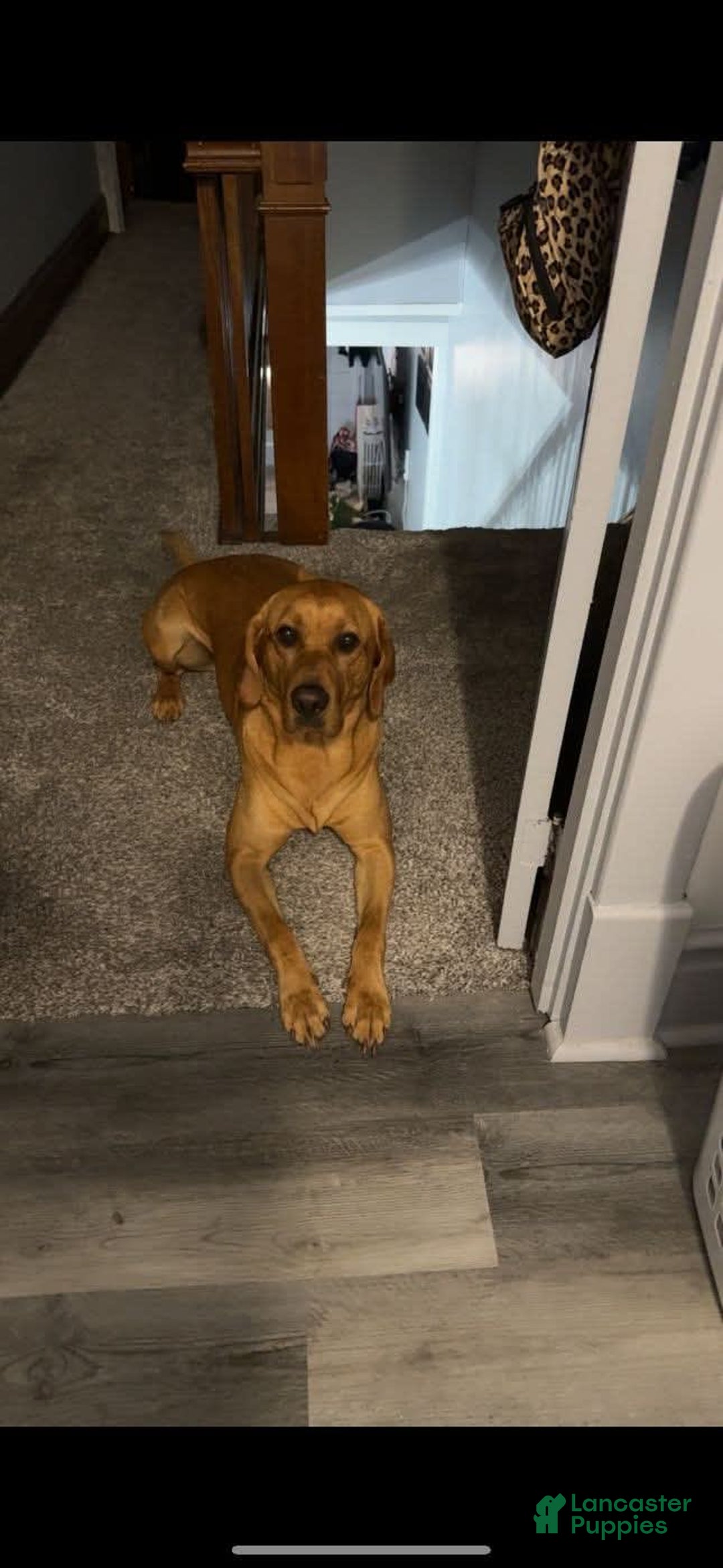 Labrador Retriever dogs for sale: Marshall - Image 3