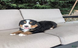 Bernese Mountain Dog dogs for sale: Cooper - Image 3