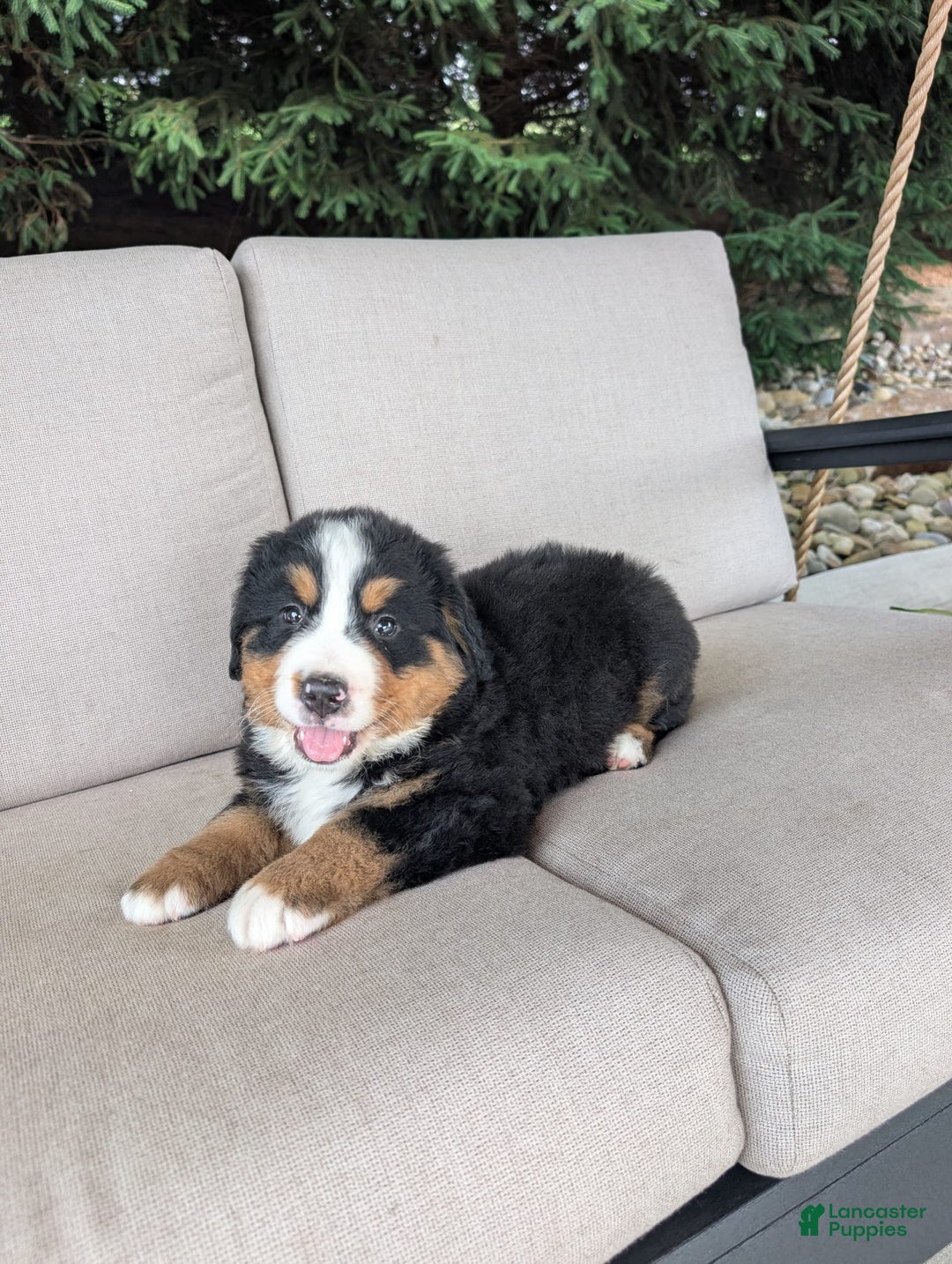 Bernese Mountain Dog dogs for sale: Cooper - Image 3