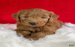 Mini Goldendoodle dogs for sale: Maple - Image 1