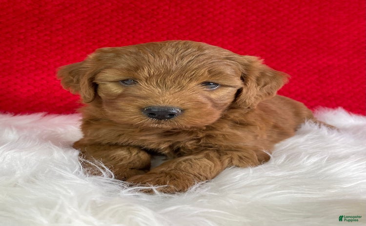 Mini Goldendoodle dogs for sale - Ad 4