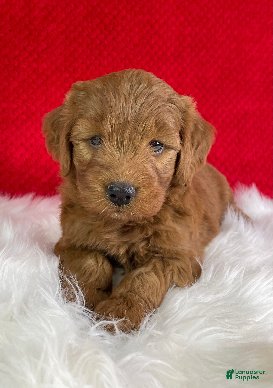 Mini Goldendoodle dogs for sale: Maple - Image 1