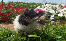 Toy Poodle dogs for sale: Toy Poodle 4 puppies - Image 25