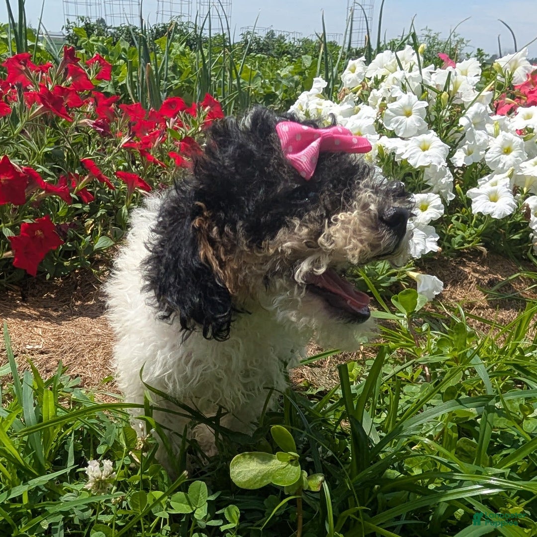 Toy Poodle dogs for sale: Toy Poodle 4 puppies - Image 25