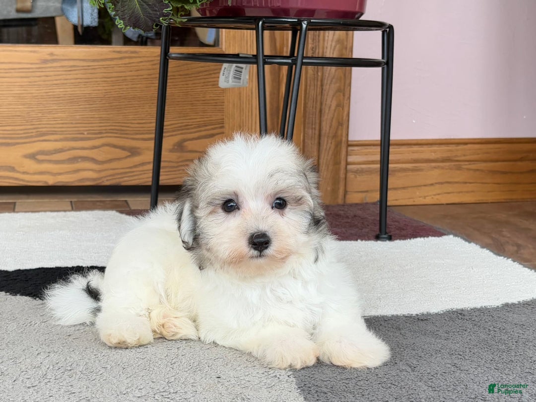 Maltese dogs for sale: Bentley - Image 2