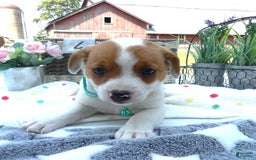 Jack Russell Terrier dogs for sale: Sissy - Image 1