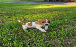 Jack Russell Terrier dogs for sale: Doc - Image 1