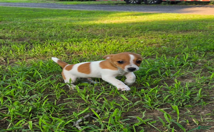 Jack Russell Terrier dogs for sale - Ad 1