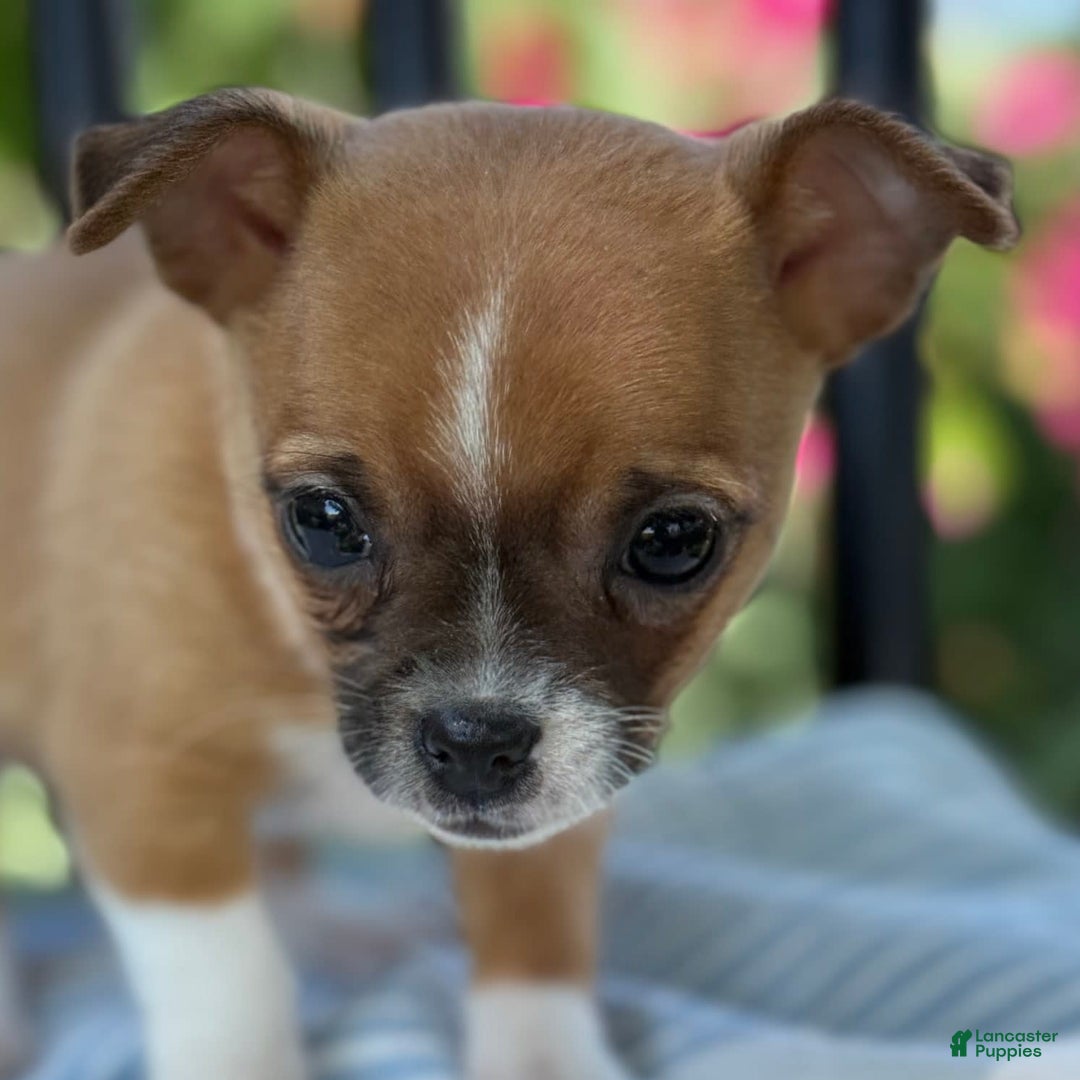 Chihuahua dogs for sale: Harvey - Image 5