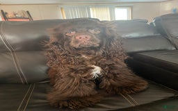 Cocker Spaniel dogs for sale: Black Male 1 - Image 7