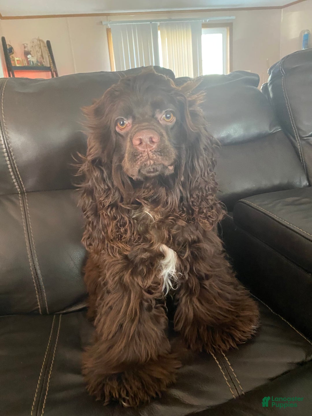 Cocker Spaniel dogs for sale: Black Male 1 - Image 7
