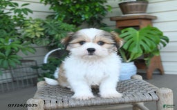 Malshi dogs for sale: Roy - Image 3