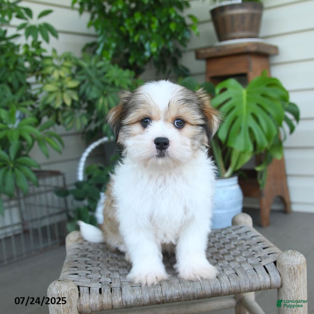 Malshi dogs for sale: Roy - Image 3