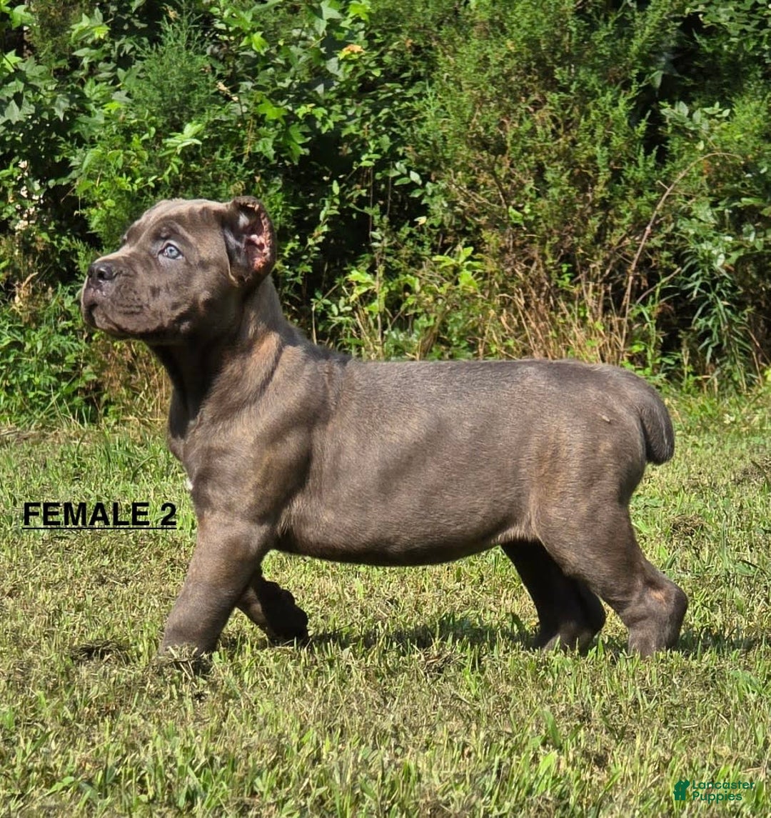 Cane Corso dogs for sale: Female 2 - Listing for pets: Male 1, Female 1, Female 2 - Image 2