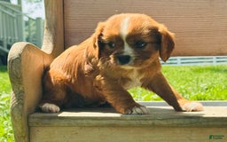 Cavalier King Charles Spaniel dogs for sale: Sunlight - Image 2