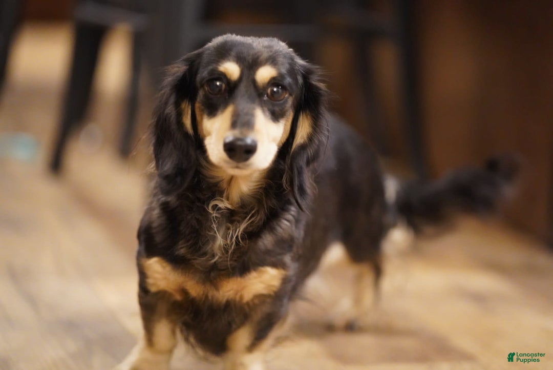 Miniature Dachshund dogs for sale: Goldilocks - Image 8
