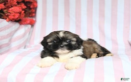 Shih Tzu dogs for sale: Bandit - Image 4