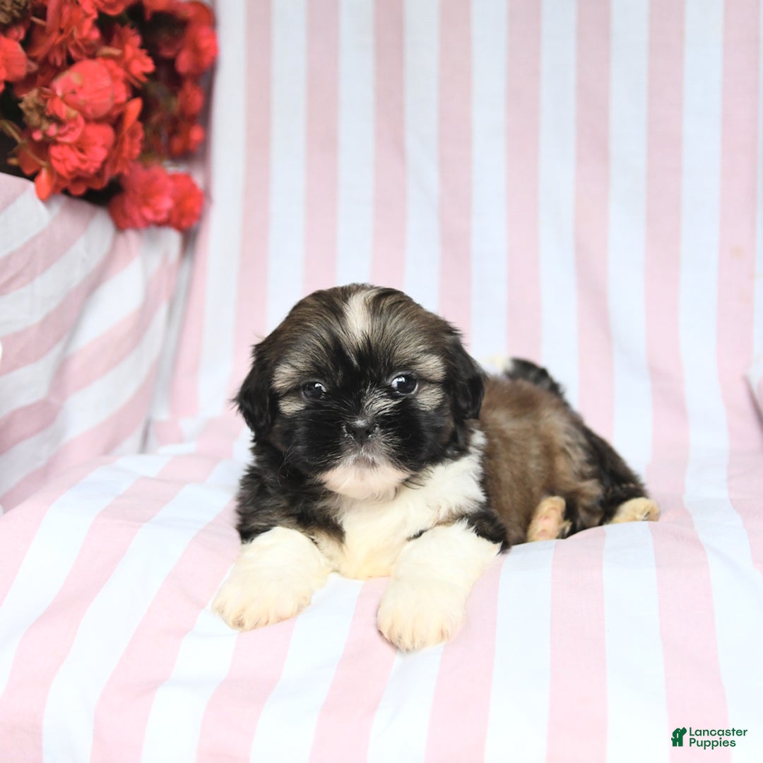 Shih Tzu dogs for sale: Bandit - Image 4