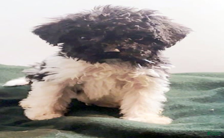 Cavapoo dogs for sale - Ad 1