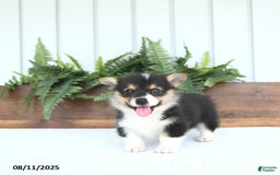 Welsh Corgi Pembroke dogs for sale: Milo - Image 5