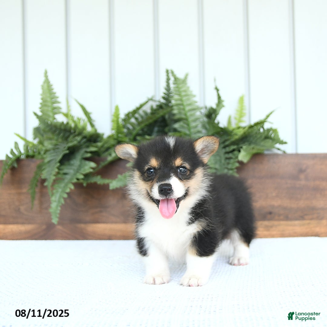 Welsh Corgi Pembroke dogs for sale: Milo - Image 5