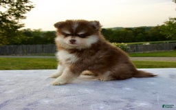 Pomsky dogs for sale: Ramsey - Image 4