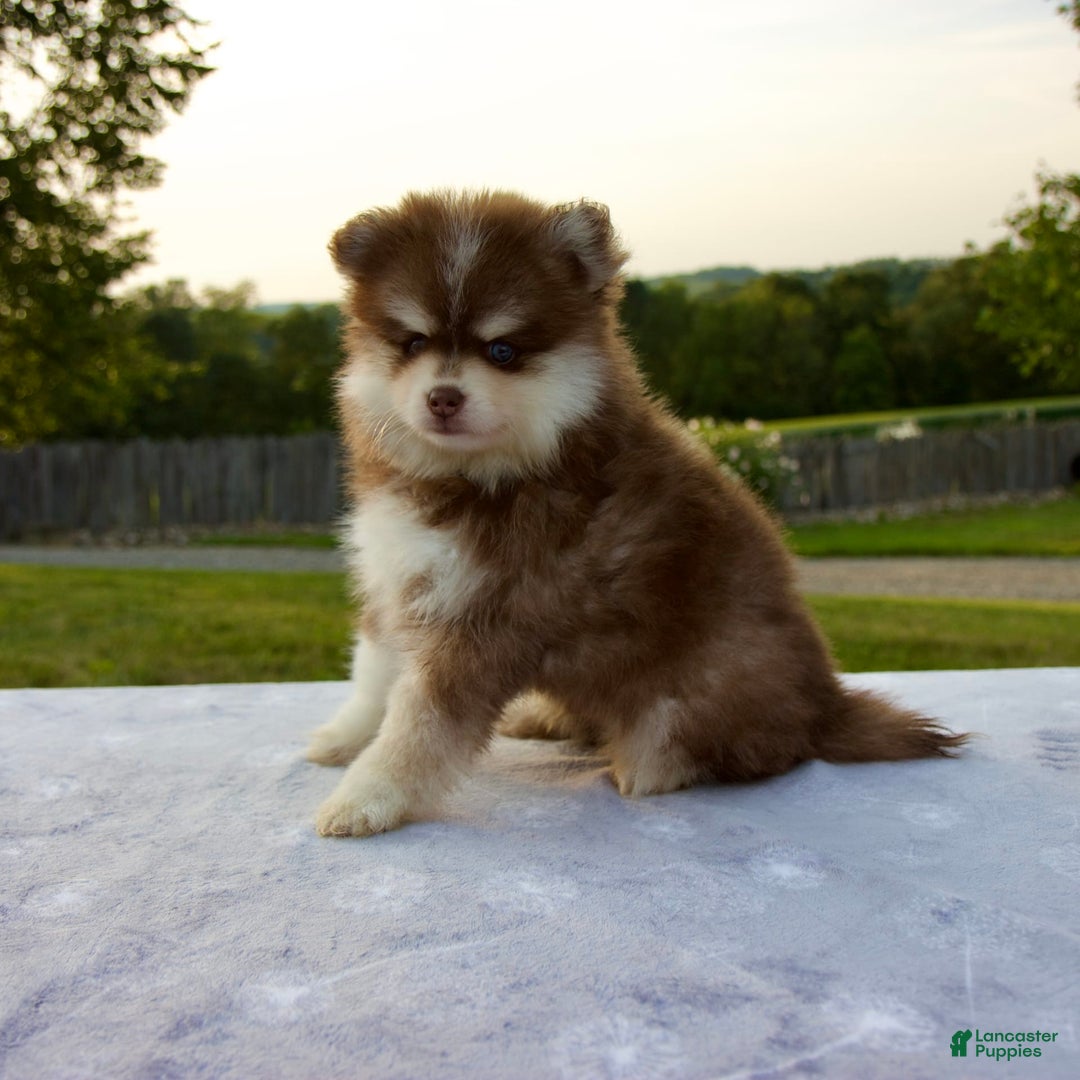 Pomsky dogs for sale: Ramsey - Image 4