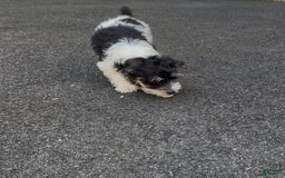 Miniature Schnauzer dogs for sale: Missy - Image 3