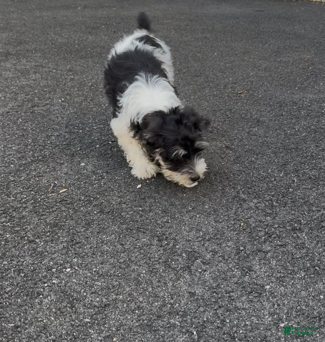 Miniature Schnauzer dogs for sale: Missy - Image 3
