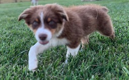 Australian Shepherd dogs for sale: Zoey - Image 9