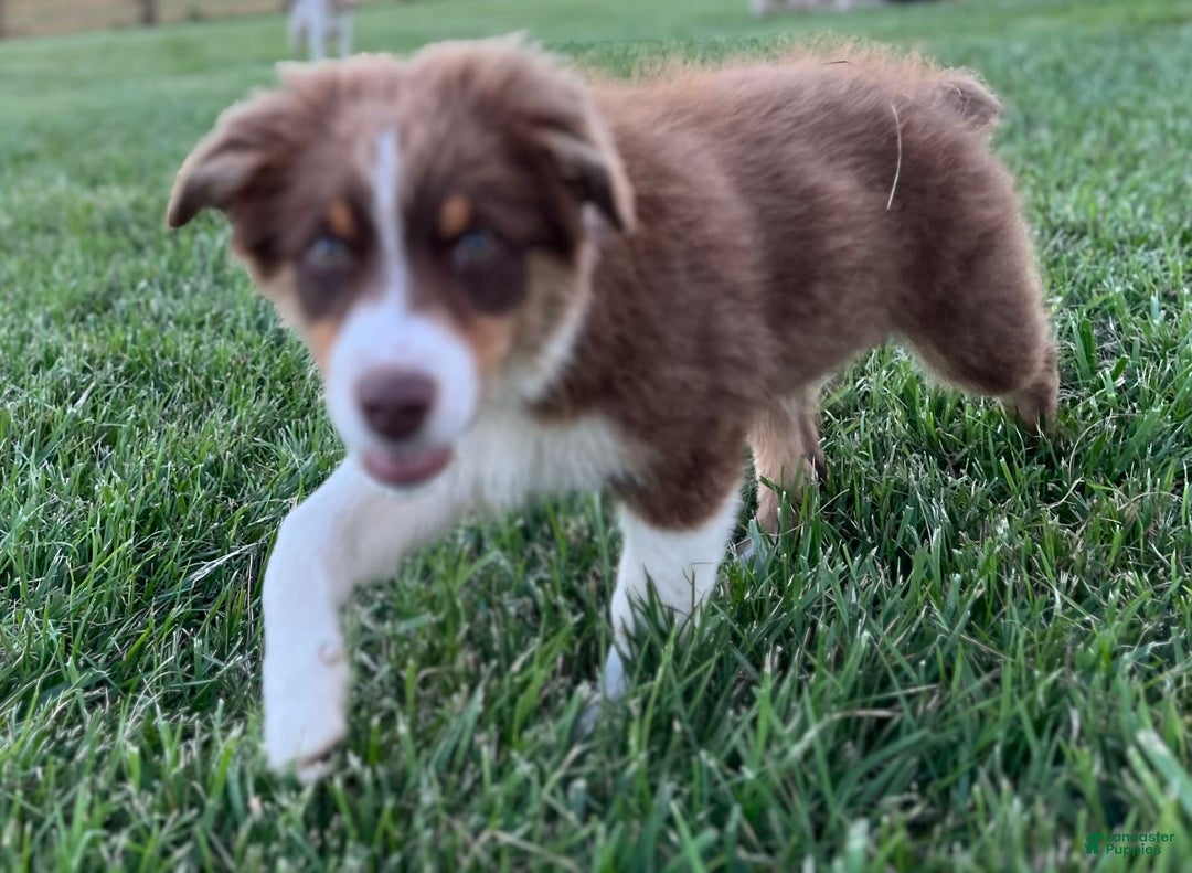 Australian Shepherd dogs for sale: Zoey - Image 9