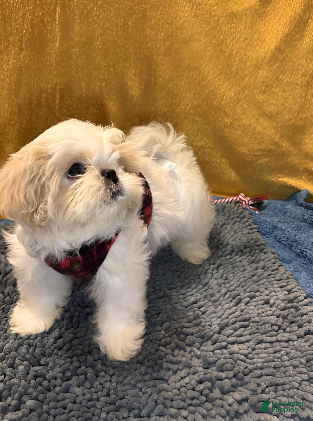 Shih Tzu dogs for sale: Mystical - Image 5