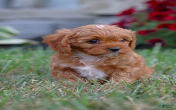 Cavapoo dogs for sale: Roxie - Image 1