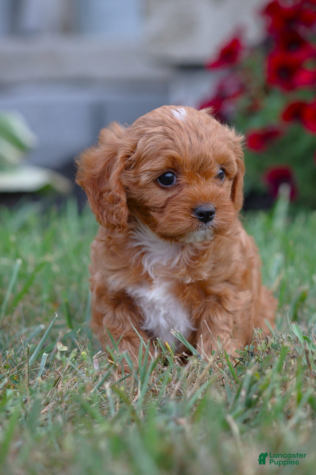 Cavapoo dogs for sale: Roxie - Image 1
