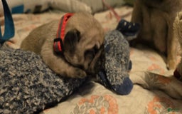 Pug dogs for sale: Don - Image 2