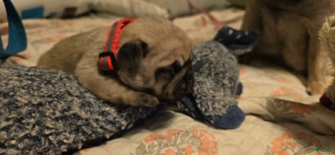 Pug dogs for sale: Don - Image 2