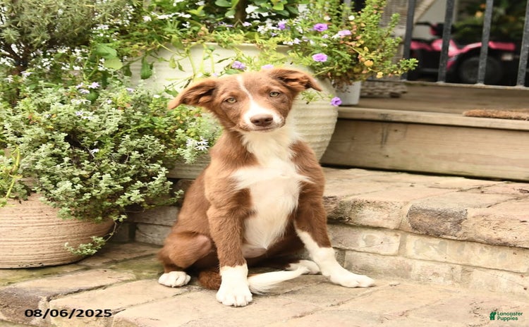 Border Collie dogs for sale - Ad 2
