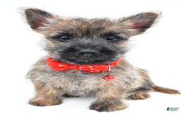 Cairn Terrier dogs for sale: Cuddles - Image 4